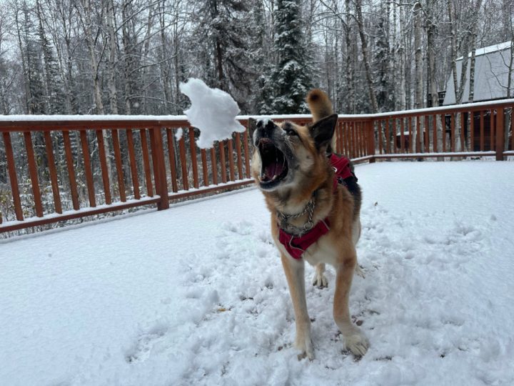 Nellie eats a snowball
