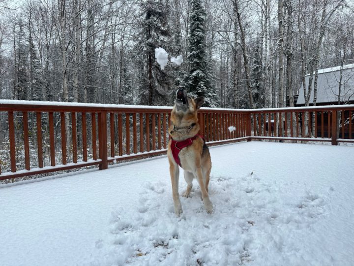 Nellie eats snow October 2023 Willow Alaska