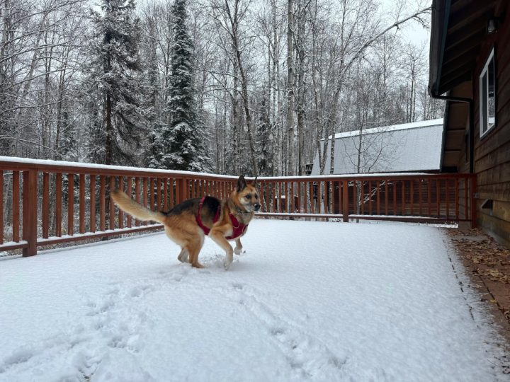 Nellie investigates her First Snow October 2023 Willow Alaska