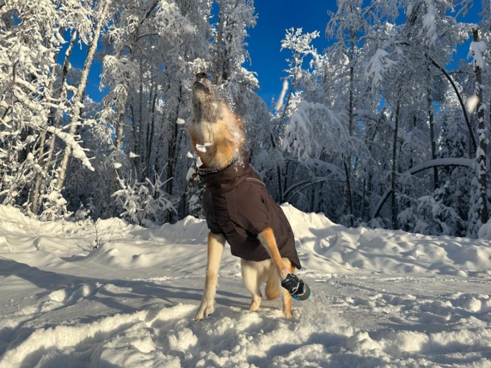 German Shepherd Nellie playing in snow