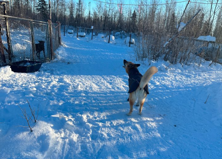 Visiting the Odaroloc Sled Dogs