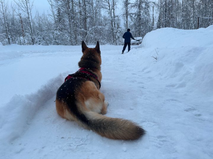 Nellie watches Jim shovel snow