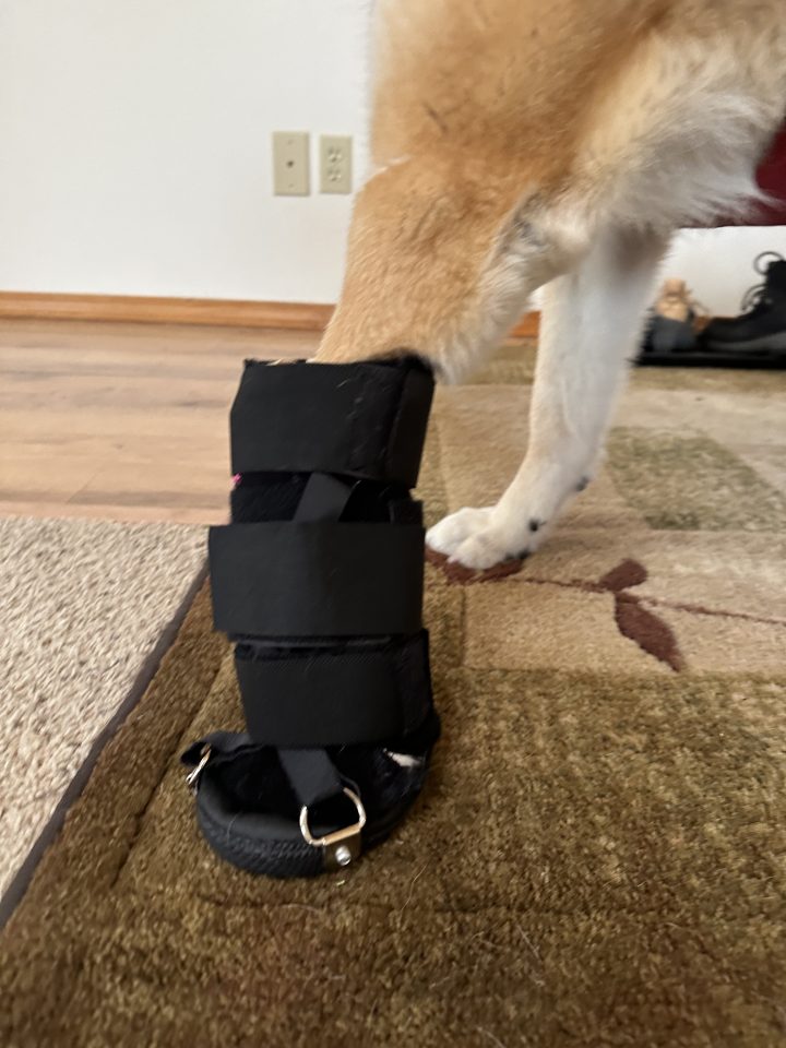 Nellie's carpal flexion contracture orthotic for dogs