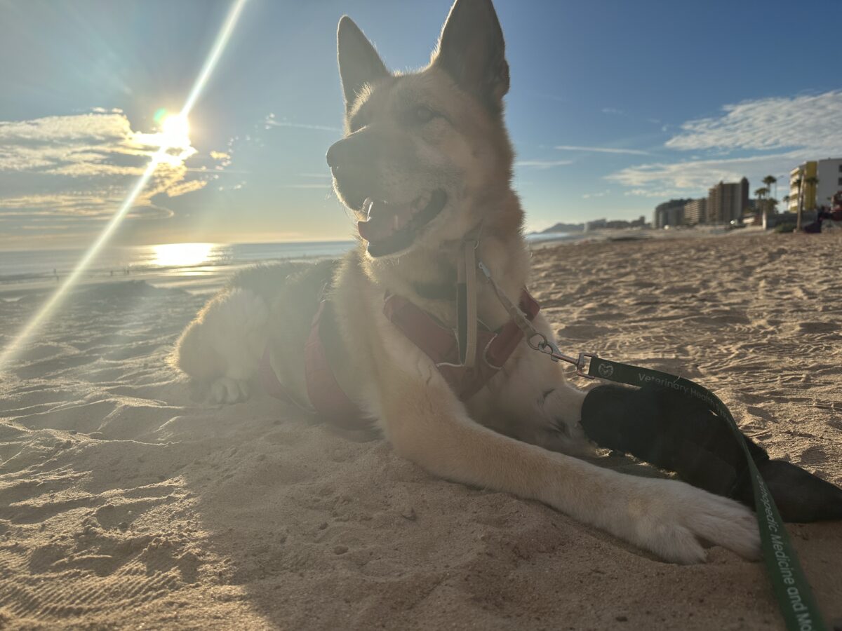 I’m Still Lovin’ Life on 3.5 Legs!