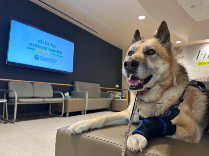 Nellie goes to the Flint Animal Cancer Center at Colorado State University.