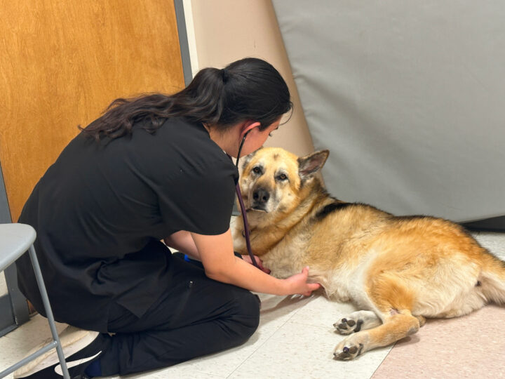 Nellie goes to the Flint Animal Cancer Center at Colorado State University.