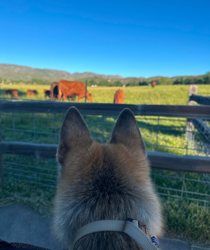 Nellie watches cows in Colorado