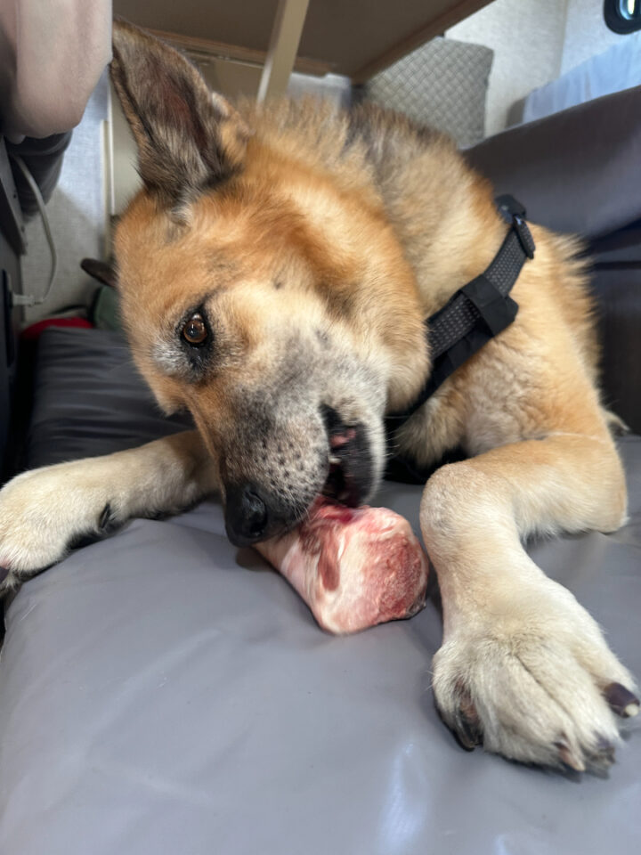 Nellie gets a bison bone for her Gotcha Day celebration